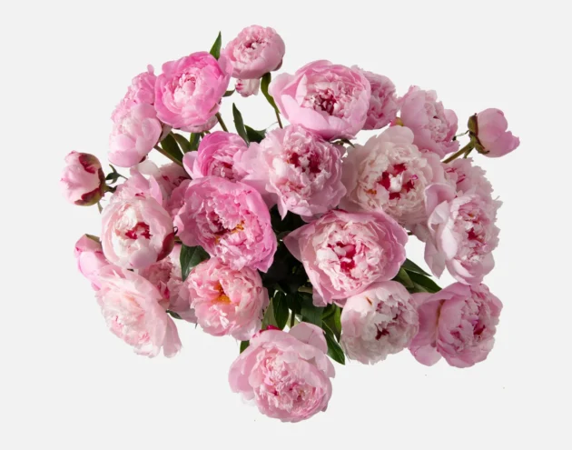 La Peonia - Imagen 2