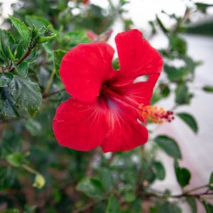 Para qué sirve la flor de Jamaica