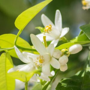 como se llama la flor del naranjo