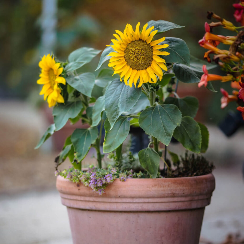 cuidar girasol en maceta