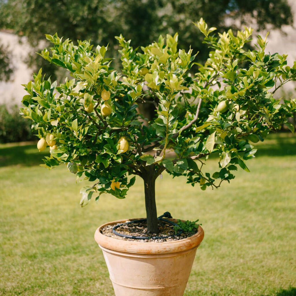 cuidar limonero en maceta