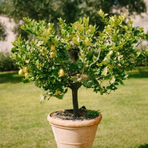 cuidar limonero en maceta