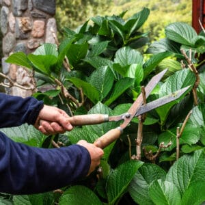 podar hortensias (1)