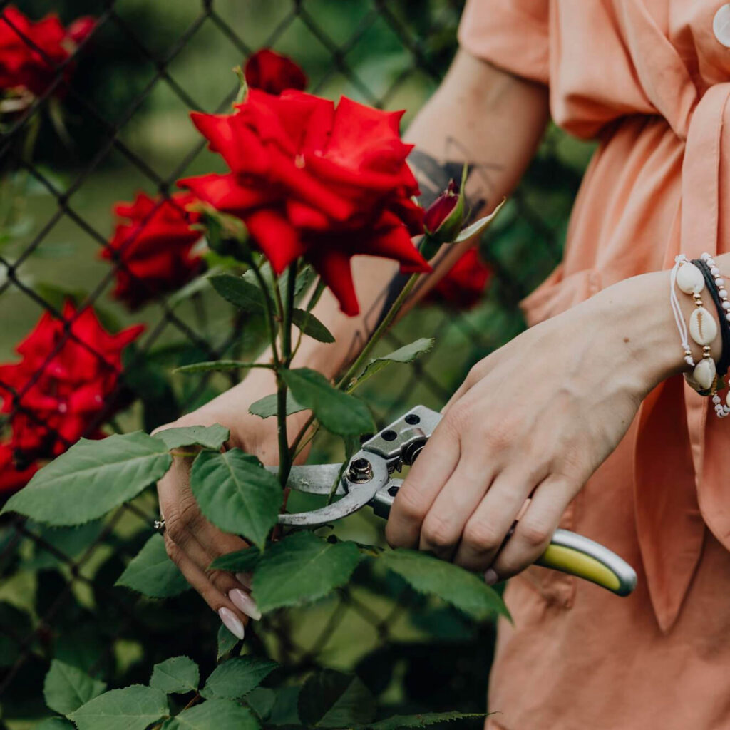 podar rosas