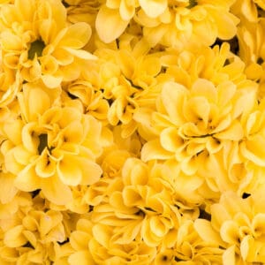 por que se regalan flores amarillas