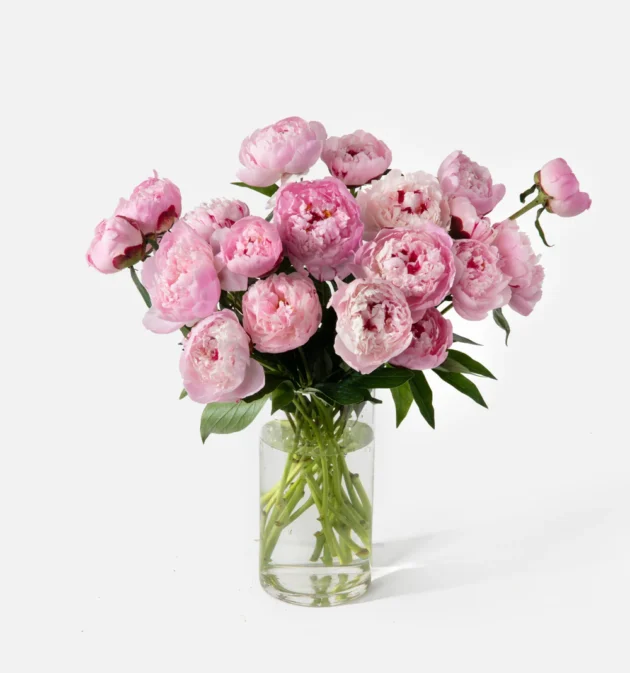 La Peonia