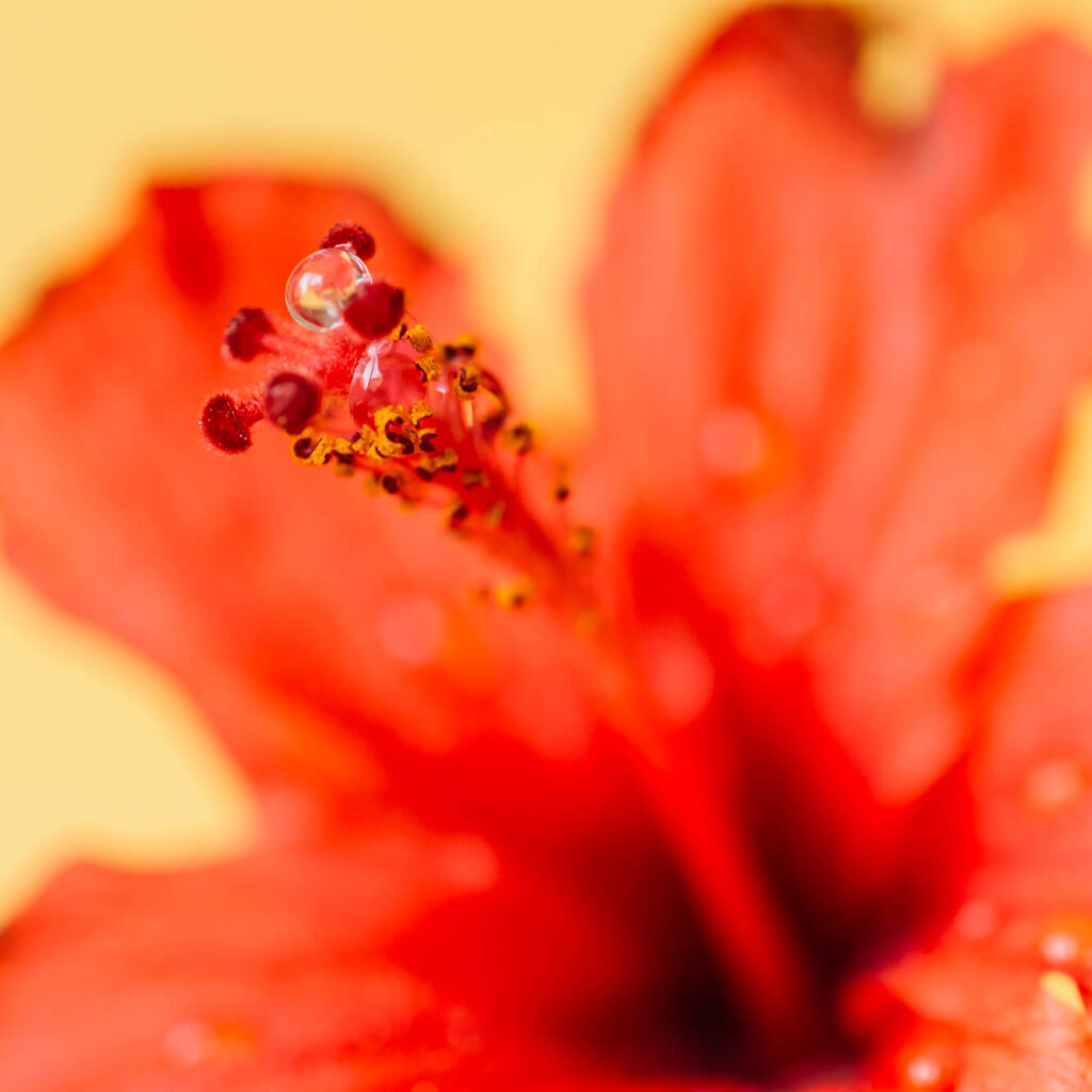 como cuidar la flor de hibisco