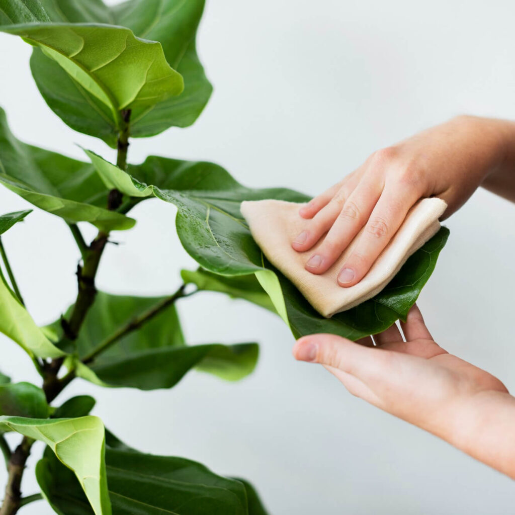 limpiar hojas de las plantas