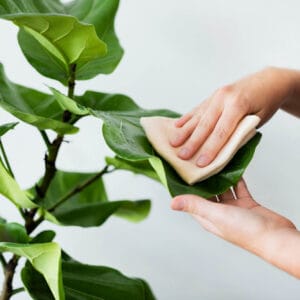 limpiar hojas de las plantas