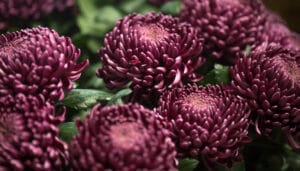 crisantemos cuidados