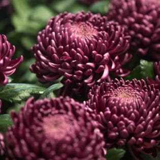 crisantemos cuidados