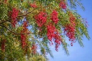 falso pimiento pimentero falso