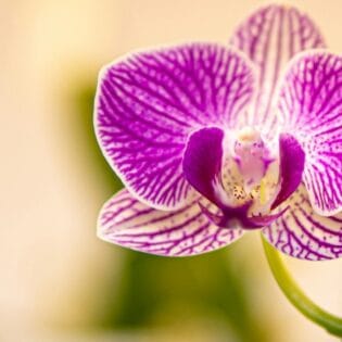 como cuidar una orquidea