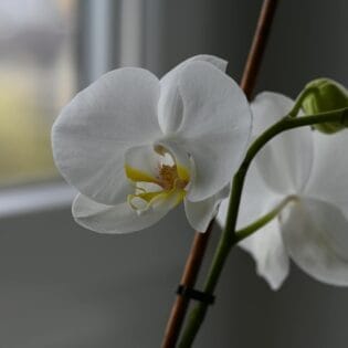 cuidados orquidea blanca