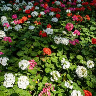 Geranios rojos y rosados en macetas de terracota en un balcón soleado con regadera de jardín