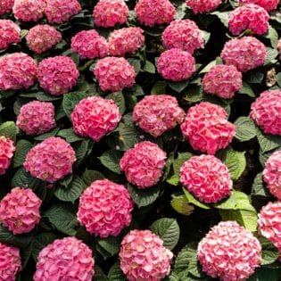 hortensia cuidados faciles