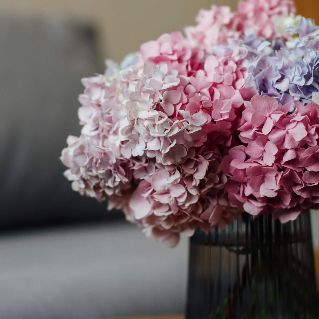 Ramo de hortensias rosa, lavanda y azul claro en jarrón, variedades disponibles en Antea Flora Valencia