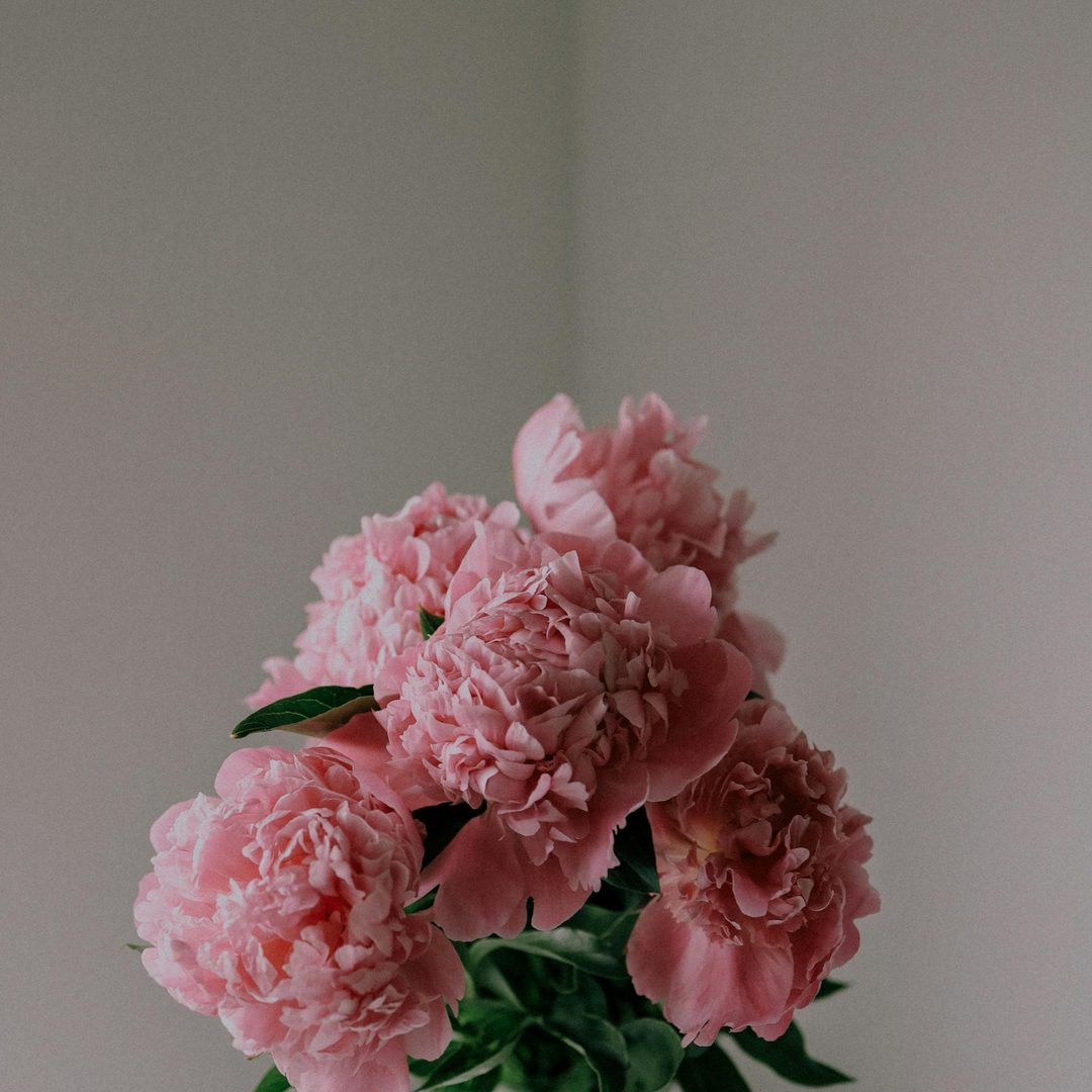 Ramo de peonías rosas frescas en jarrón blanco, variedades disponibles en Antea Flora Valencia
