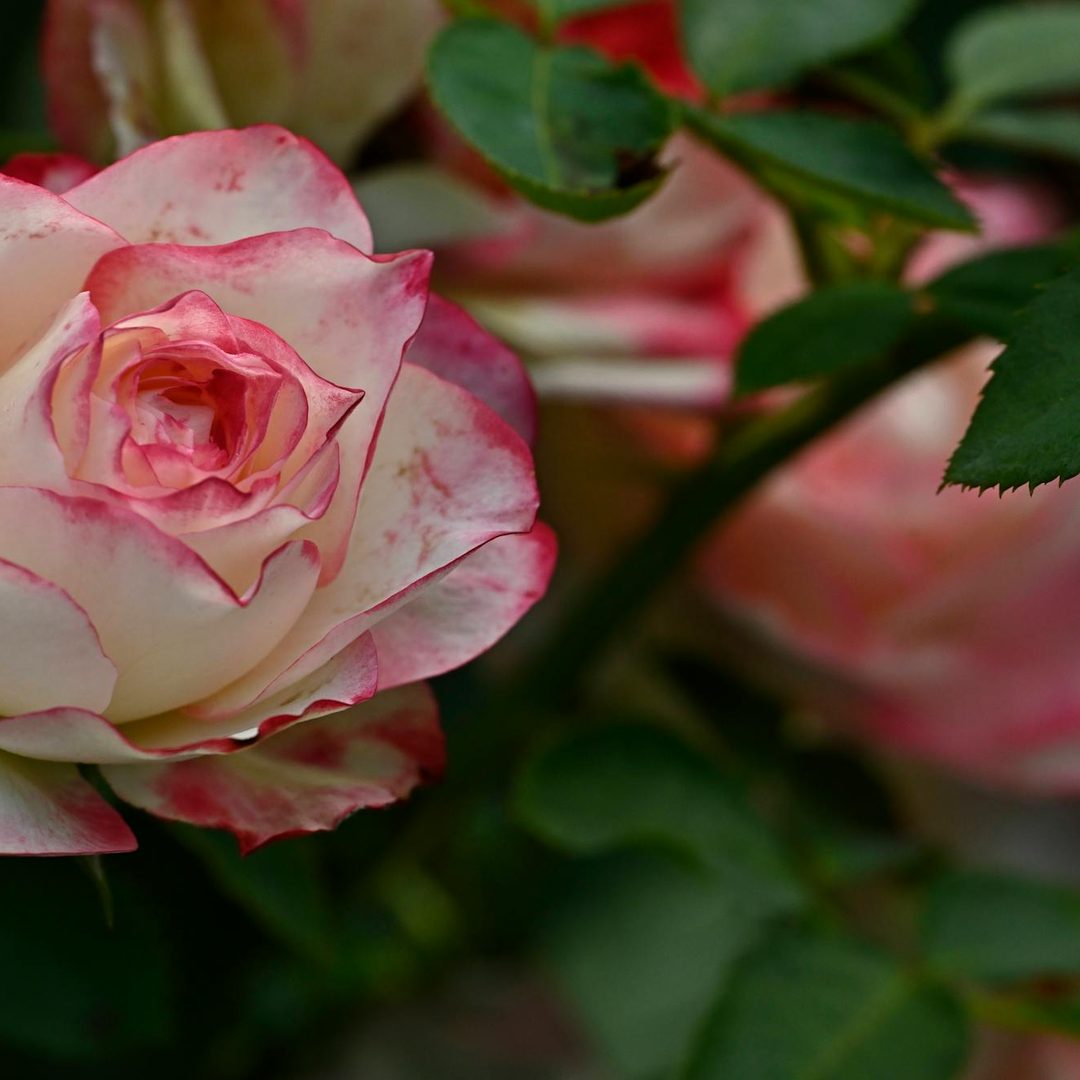 Rosa bicolor blanco y rosa en detalle, frescura garantizada de Antea Flora Valencia