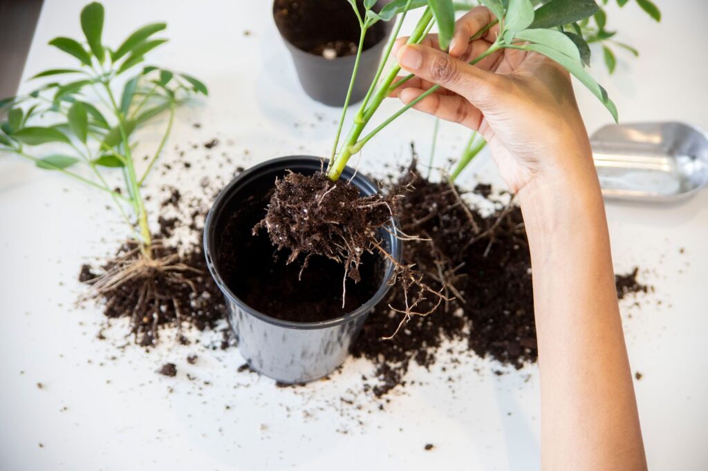 Manos trasplantando una planta con sus raices a una maceta nueva