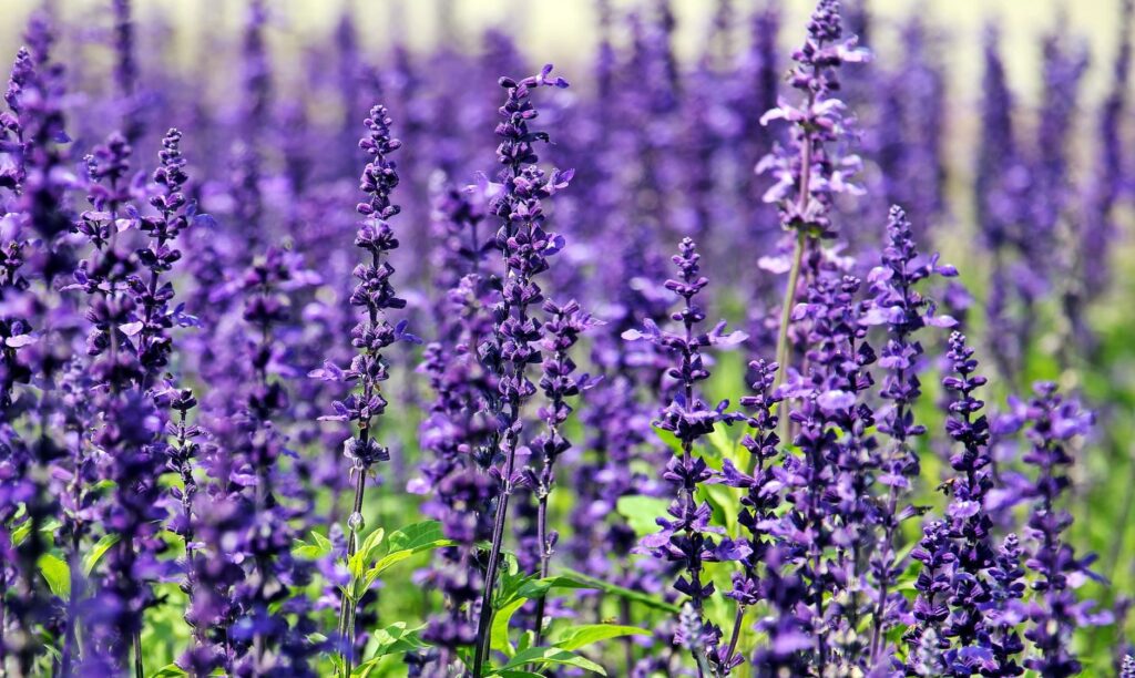 Campo de lavanda en flor de color morado
