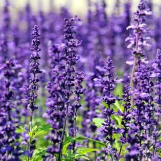 Campo de lavanda en flor de color morado