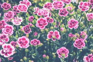 Claveles rosas en flor, la flor de la Batalla de Flores de Valencia