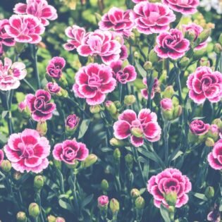 Claveles rosas en flor, la flor de la Batalla de Flores de Valencia