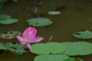Flor de loto rosa flotando en un estanque