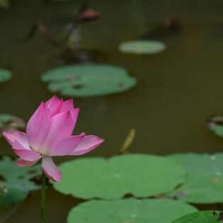 Flor de loto rosa flotando en un estanque