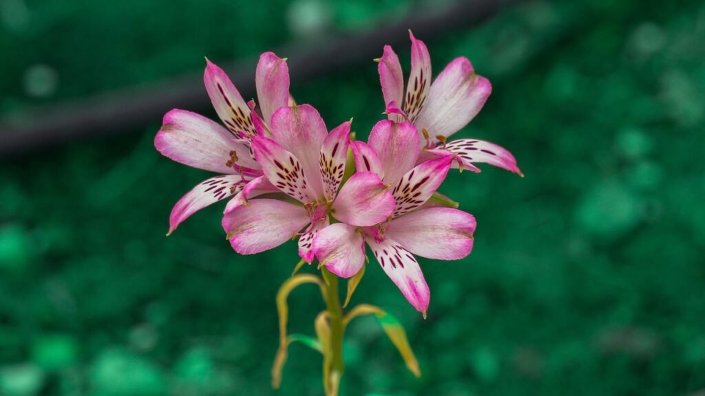 Flor de astromelia rosa con las motas oscuras características en los pétalos