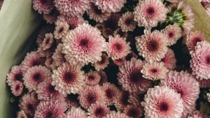 Ramo de crisantemos rosas envuelto en papel, flores de otoño de temporada en una floristería de Valencia