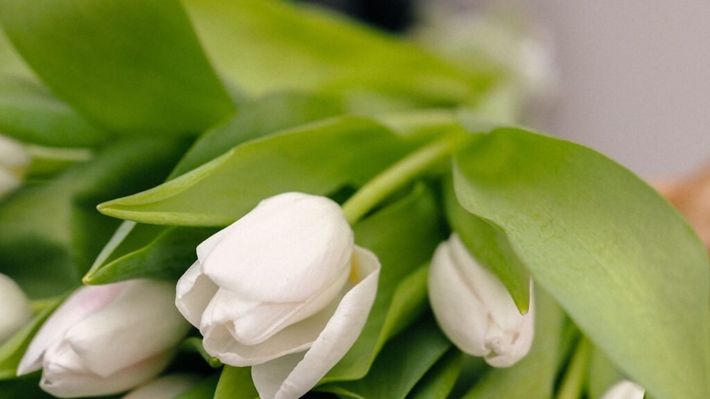 Ramo de tulipanes blancos sobre papel kraft, la flor que significa perdon en el lenguaje de las flores