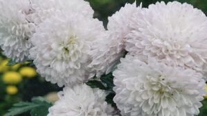 Crisantemos blancos en flor, la flor más usada para Todos los Santos en España
